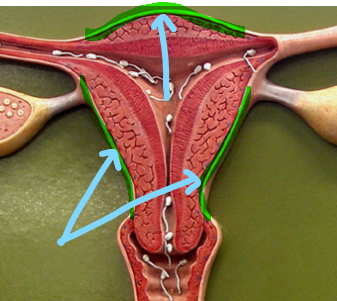 <p>Identify what the highlight/pointed to portion of the model is called.</p>