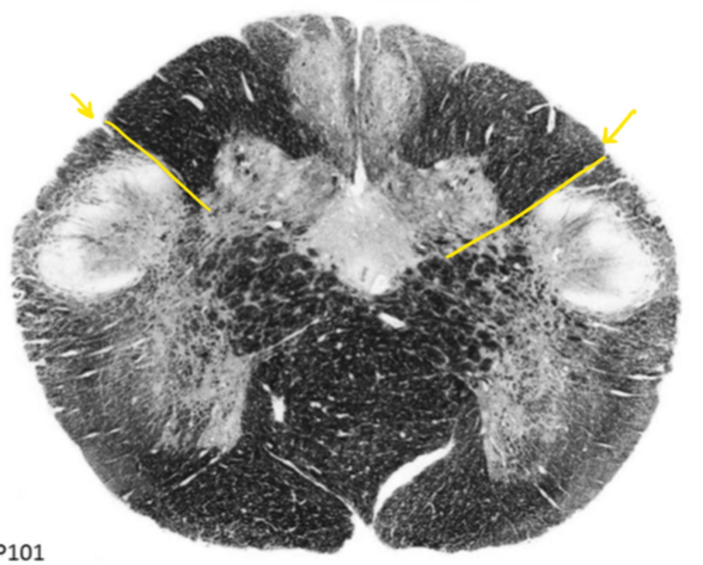 <p>ID the structure</p>