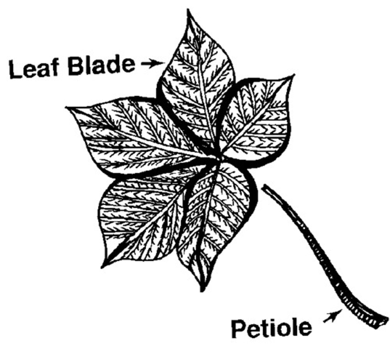 <p>attaches at the node</p>