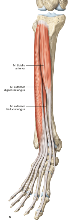 <p>m. extensor hallucis longus (pees)</p><p>loopt van de fibula naar de grote teen (hallux)</p><p>functie = dorsaalflexie (en pronatie) van de voet &amp; extensie van de grote teen</p>