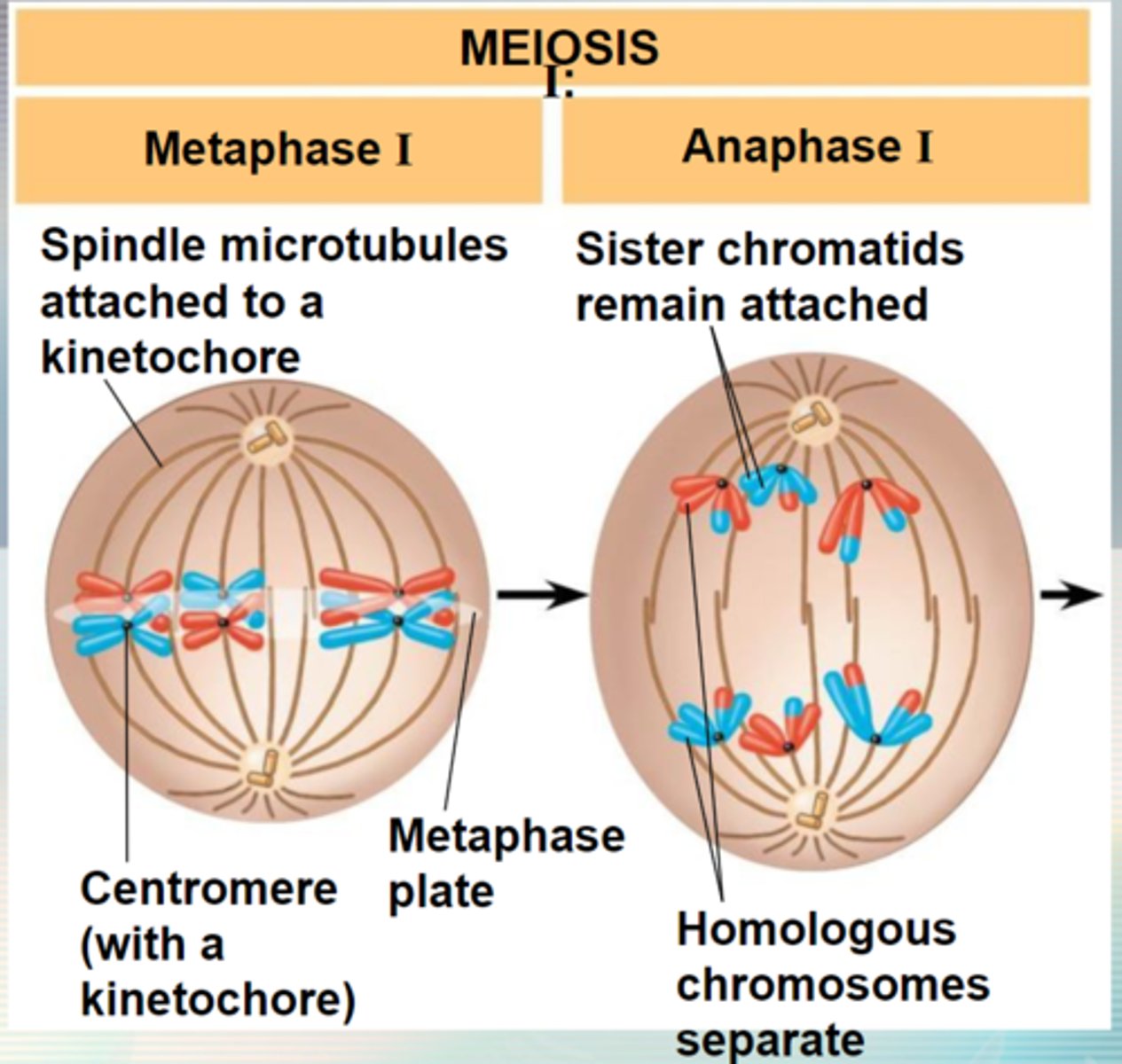 <p>metaphase I of meiosis I</p>
