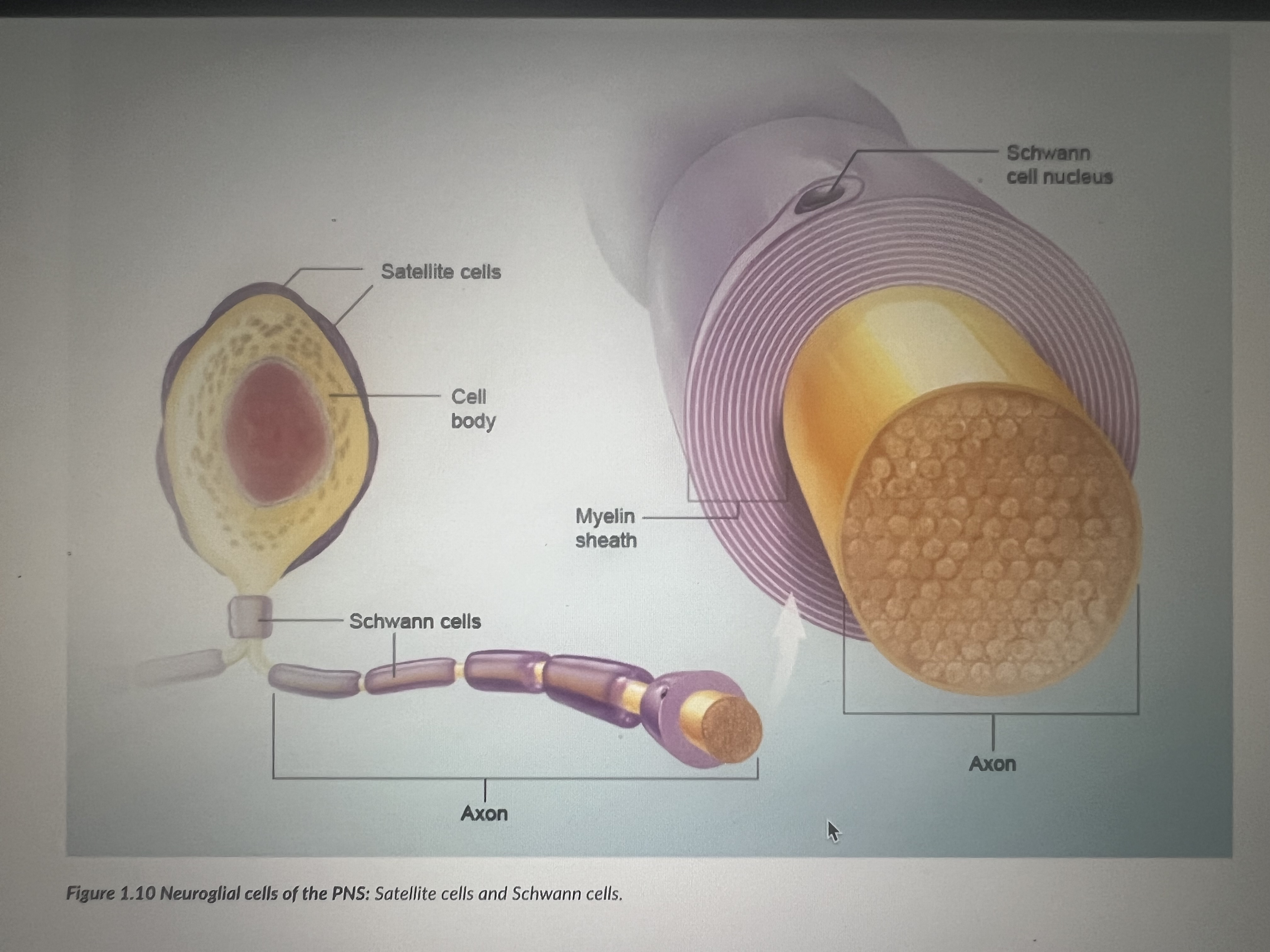 term image