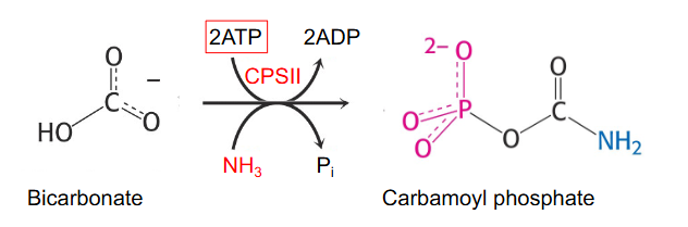 <p>First step is synthesis of carbamoyl phosphate from HCO3- and NH3 (from glutamine) catalysed by carbamoyl phopshate synthetase 2 (CPS2)</p><p>- two different enzymes can make carbamoyl phosphate: CPS1 - in mitochondria for urea cycle and CSP2 - in cytosol for pyrimidine synthesis</p>