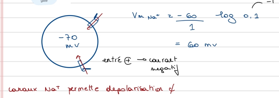 <p class="has-focus">3 ≠</p><ol><li><p class="has-focus">canaux NA<sup>+</sup> voltage dépendant</p></li><li><p class="has-focus">canaux NA<sup>+</sup> ligand dépendant (recept nicotine)</p></li><li><p class="has-focus">canaux NA<sup>+</sup> épithéliaux (ENaC) (amiloride sensible)</p></li></ol><p></p><p class="is-empty has-focus">Vm eq = 60 mV</p><p class="is-empty has-focus">active : -50 à 35</p><p class="has-focus">inactive : 35 à -90</p>
