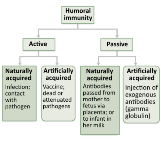 <p>The antivenom used to treat a venomous snake bite is an antibody produced in an animal such as a horse. Suppose these antibodies are injected into a patient who was bitten by a venomous snake. How would you classify the resulting humoral immunity?</p><p>active immunity, naturally acquired</p><p>passive immunity, artificially acquired</p><p>active immunity, artificially acquired</p><p>passive immunity, naturally acquired</p>