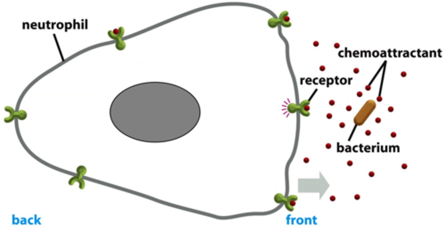 <p>serves as a signal to draw more immune cells towards infection site</p>