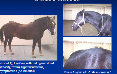 <p><span style="background-color: transparent;">Equine Metabolic Syndrome</span></p>