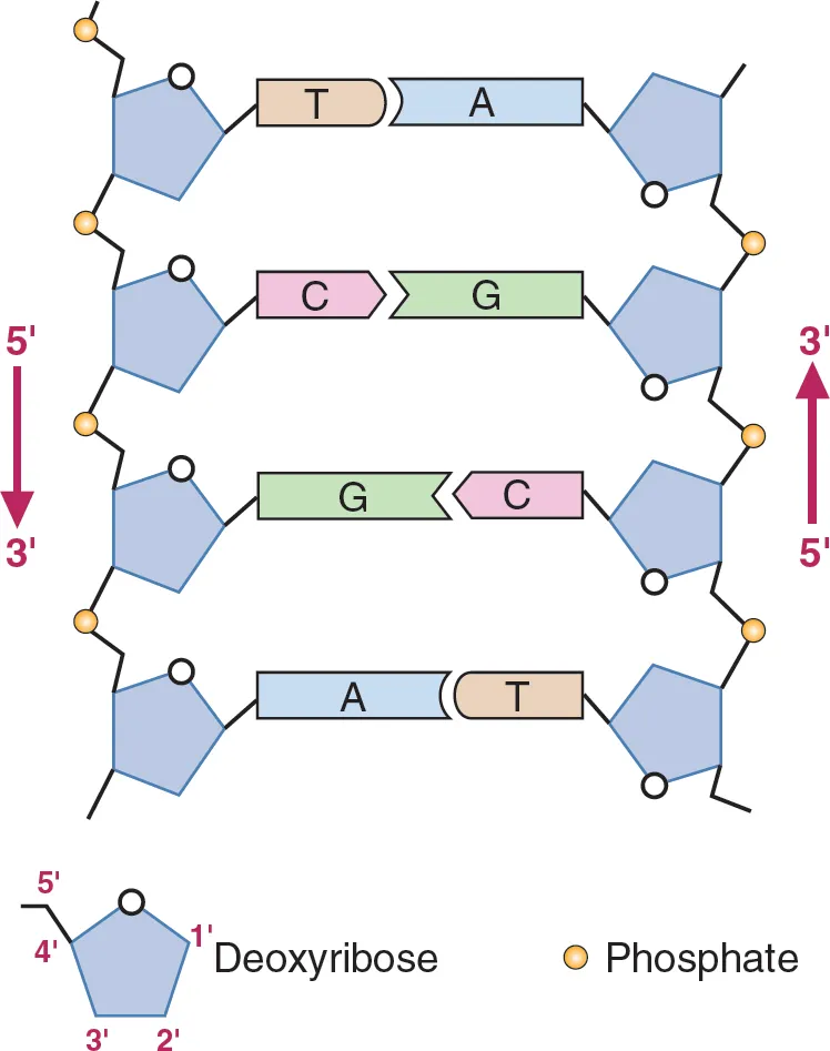 <p>Adjacent molecules are oriented parallel to each other but oriented in opposite directions. <br><br>In DNA, one strand runs 5' to 3' and the complementary strand runs 3' to 5'</p>
