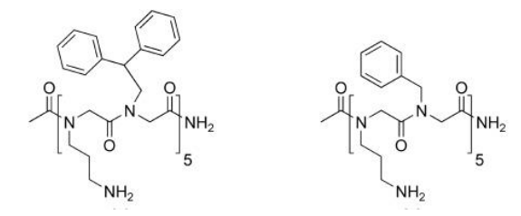 <p>peptoids disrupt the membranes of a vast range of “normal” microbes - achiral!</p>