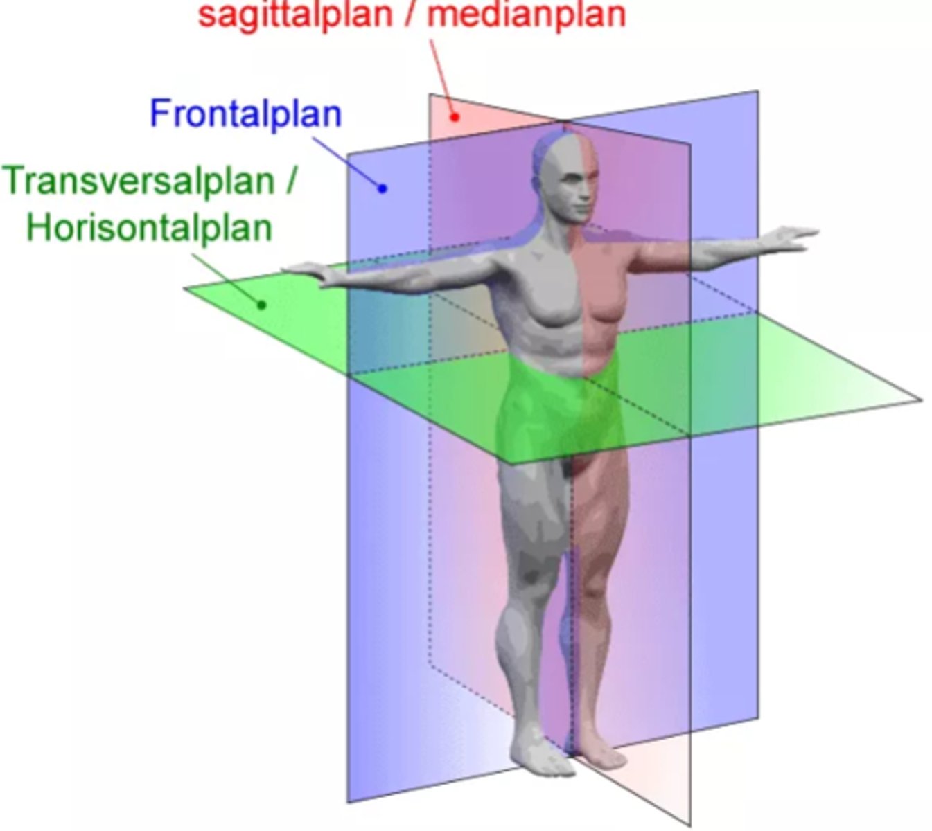<p>Sagittalplan = ser kroppen i sidobild, snitt framifrån-bak</p><p>Frontalplan = ser kroppen i främre och bakre del, snitt från sida till sida</p><p>Horisontalplan = ser kroppen i en nedre och övre del, snitt horisontellt</p>