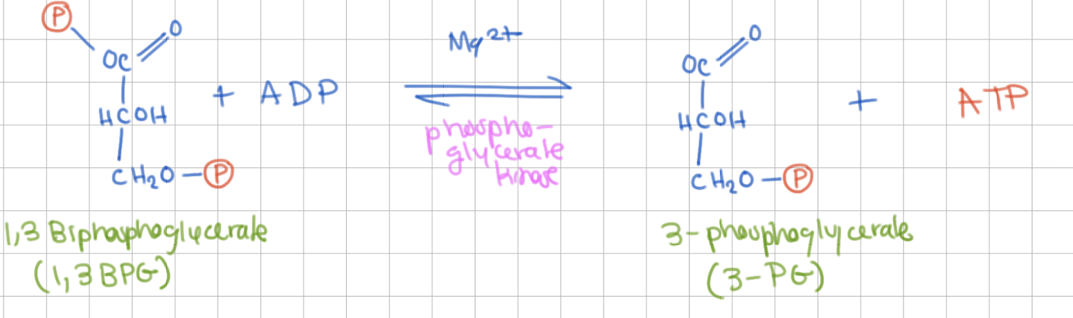 <p>Small ATP Formation</p><p>1,3 Biphosphoglycerate (1,3 BPG) → 3 Phosphoglycerate (3PG)</p><p>Enzyme = Phosphoglycerate kinase</p><p>+1 ATP</p><p>-</p><p>spontaneous reaction (-ΔG)!</p>