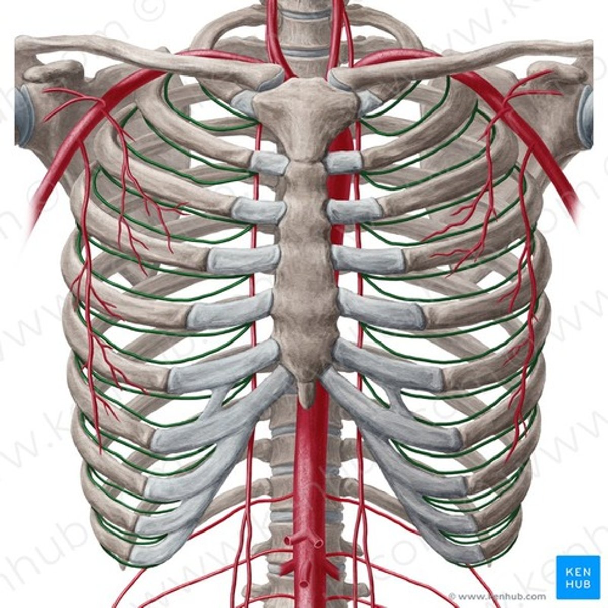 <p>oorsprong: aorta thoracicus</p>