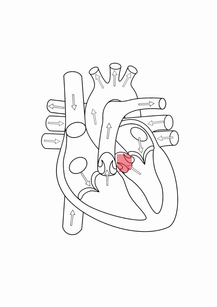 <p>1 of 2 ventricular valves, 3 cusps</p>