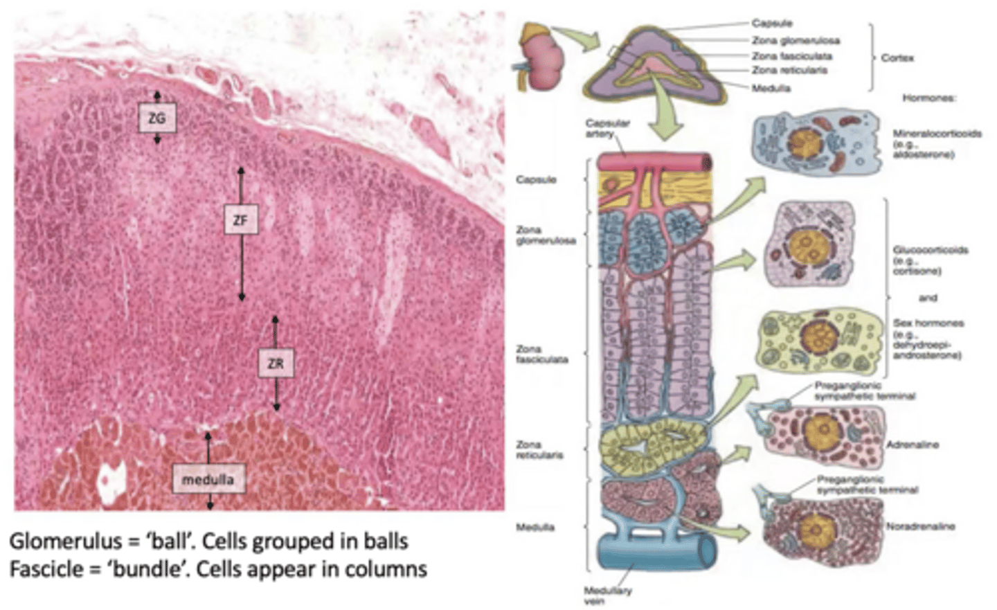 <p>adrenal cortex:</p>