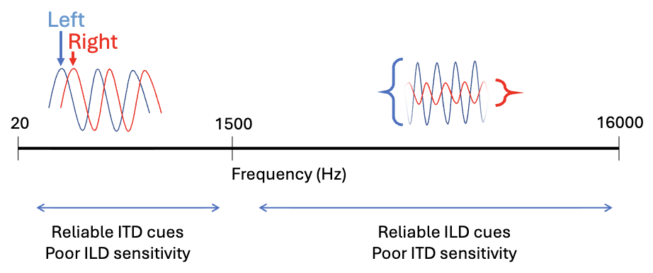 <p>Sounds are localized through a combination of interaural time differences (ITD) for low-frequency sounds and interaural level differences (ILD) for high-frequency sounds. </p>