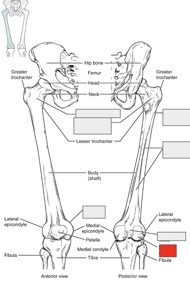 <p>Name the covered bone</p>