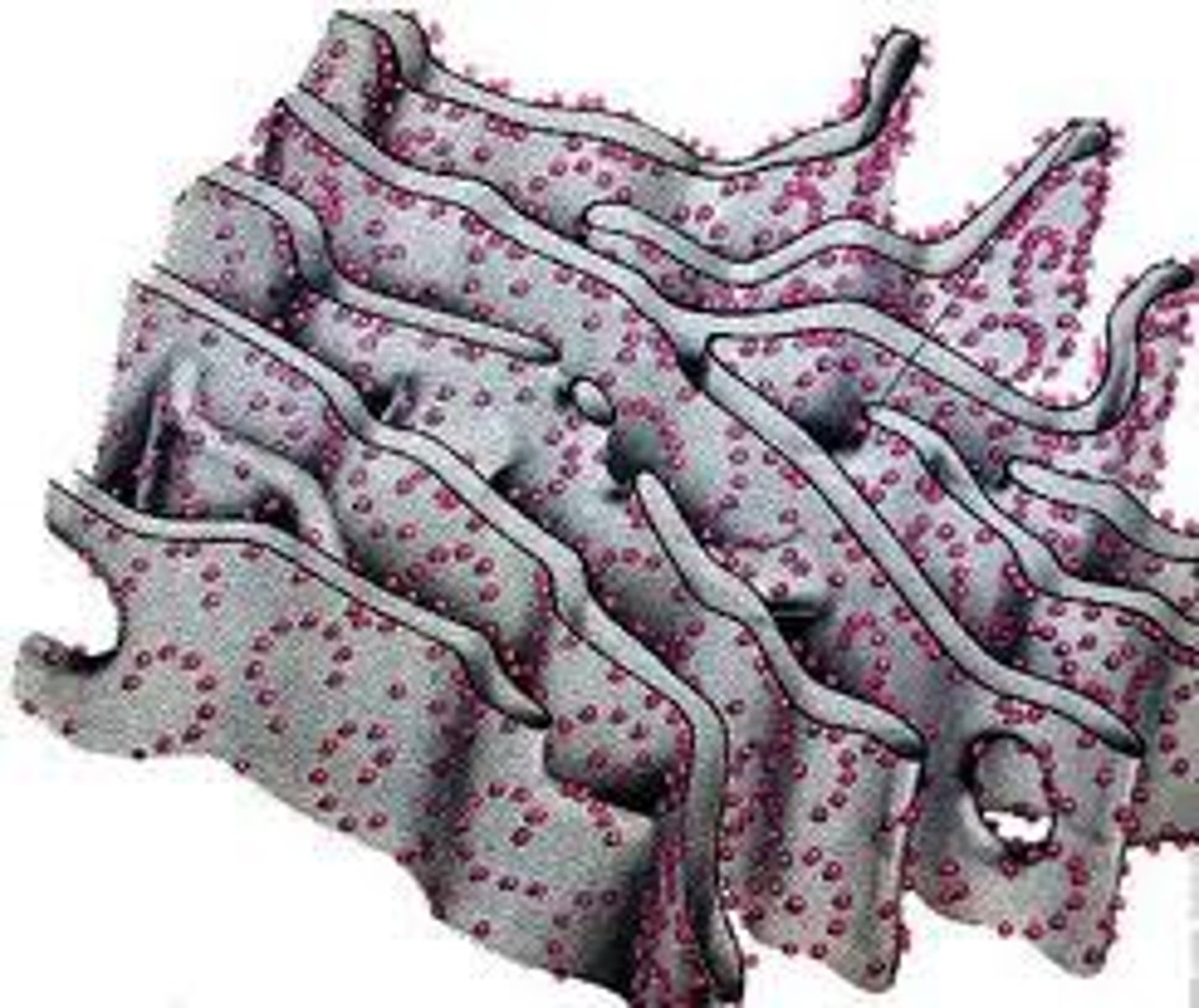 <p>This organelle has ribosomes attached to it. It transports materials through the cell. It helps to make proteins.</p>