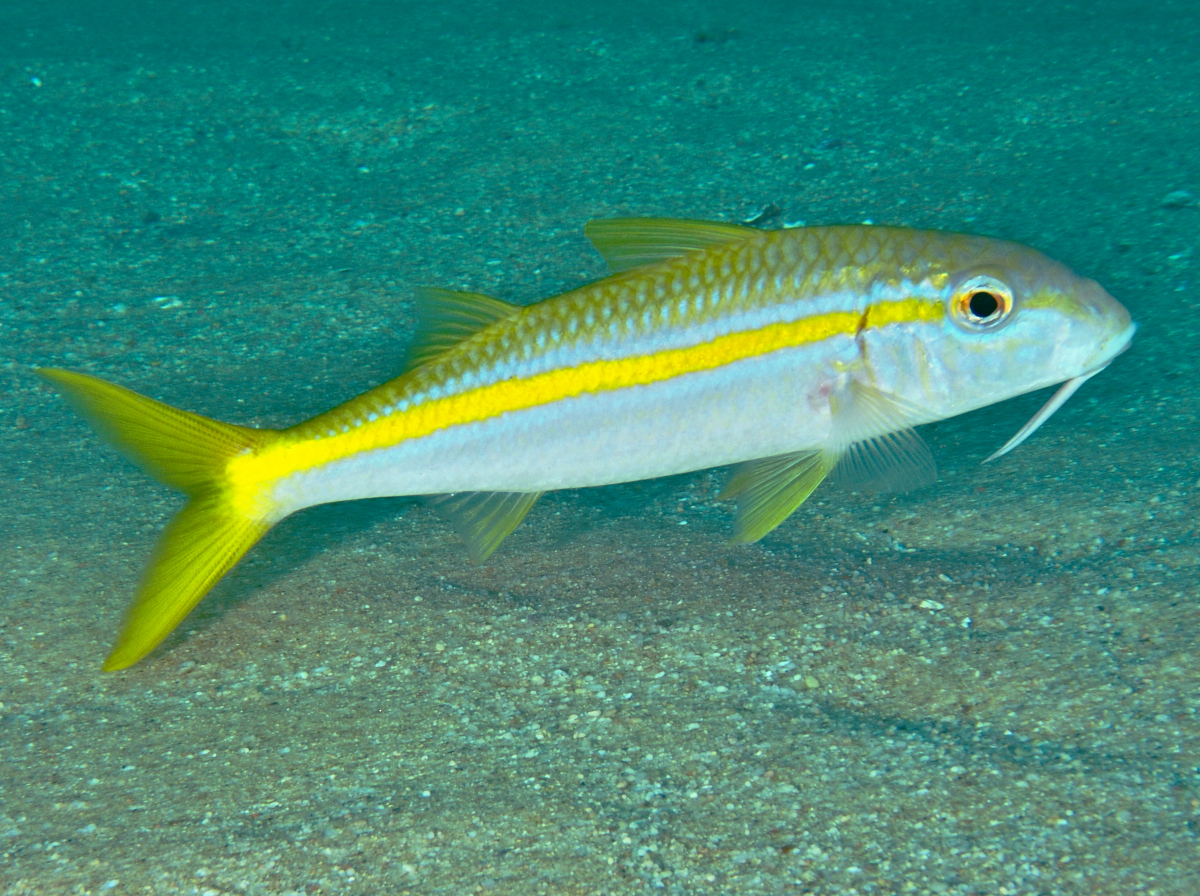 <p>Mullidae</p>