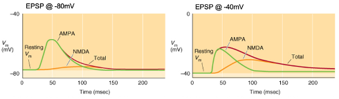 <ul><li><p><strong>Control condition:</strong> No antagonists; EPSPs show a rapid rise with a longer decay if the duration is prolonged.</p></li><li><p><strong>AMPA (green)</strong>: EPSPs mediated by AMPA receptors in the presence of NMDA antagonists (e.g., D-AP5).</p></li><li><p><strong>NMDA (orange)</strong>: EPSPs mediated by NMDA receptors in the presence of AMPA antagonists (e.g., NBQX).</p></li><li><p><strong>Voltage-dependence</strong>: NMDA receptors have a larger role at depolarised membrane potentials e.g. -40mv, contributing more to EPSPs at higher membrane potentials.</p></li></ul><p></p>