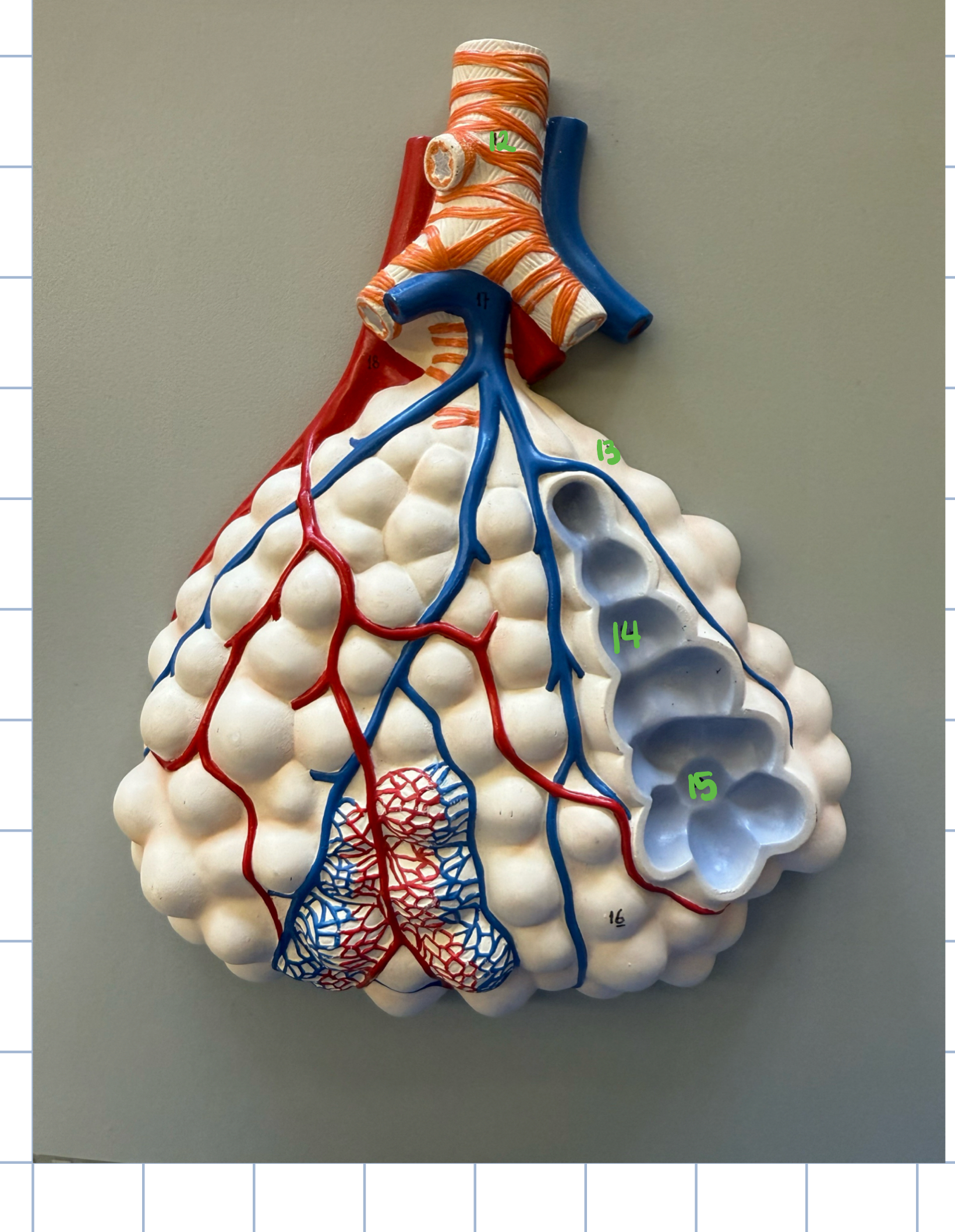 <p>14</p>