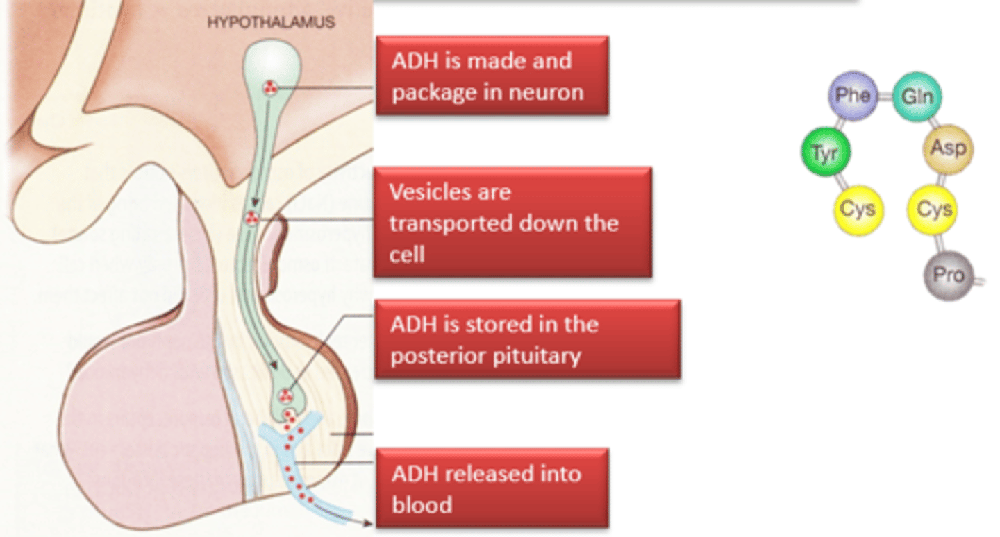 <p>-Made and packaged in neurones in the hypothalamus</p><p>-Vesicles are transported down the cell</p><p>-It is then stored in the posterior pituitary gland</p><p>-Then it is released into the blood when it is needed</p>