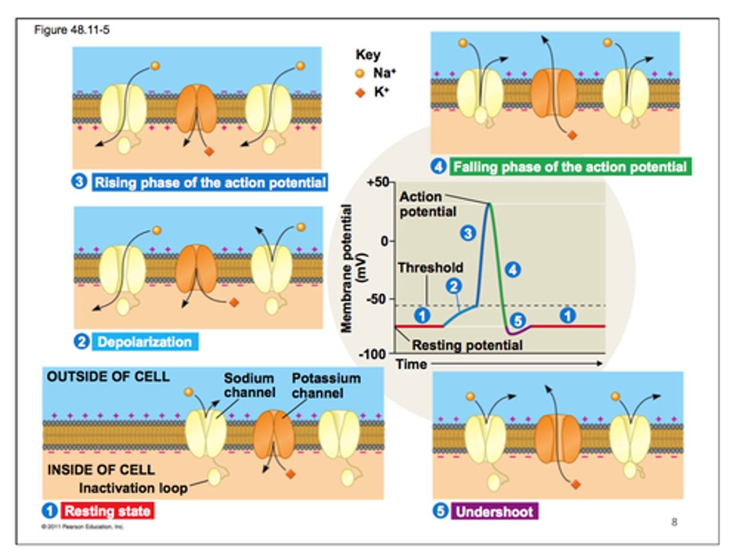 <p>The process during the action potential when sodium is rushing into the cell causing the interior to become more positive.</p>