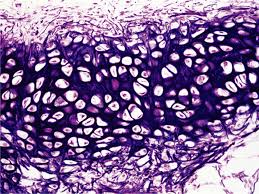 <p>What type of connective tissue is indicated by the green arrow?</p>