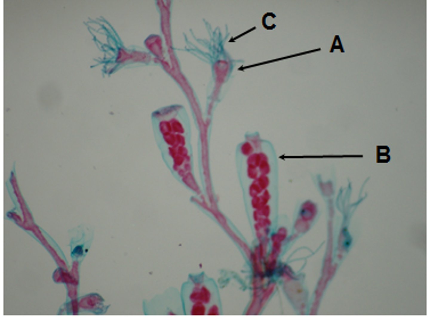 <p>What structure is being pointed to? (c)</p>