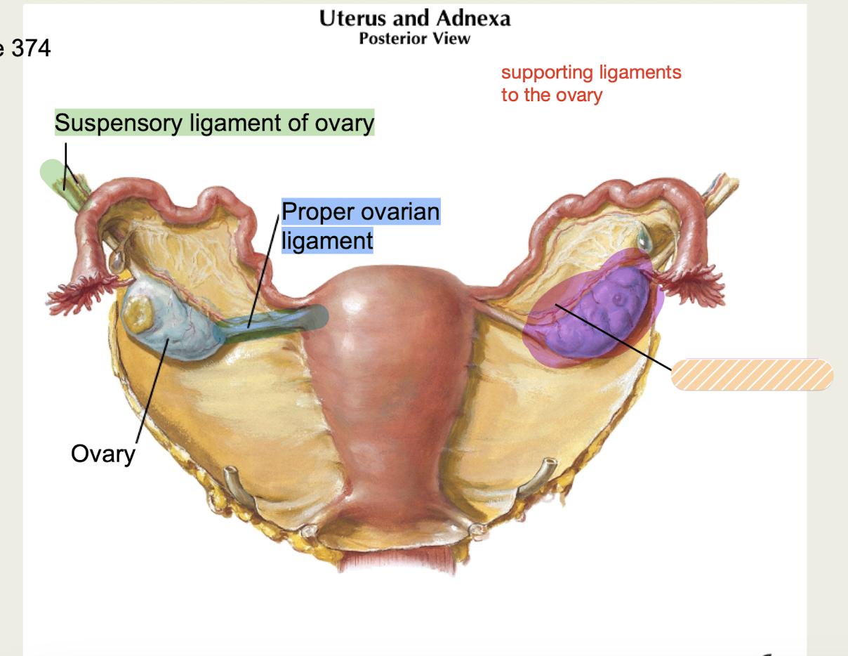 <p>ovarian support,<strong> </strong>part of <strong>broad</strong> <strong>ligament (peritoneum) of uterus</strong> that covers ovaries</p>