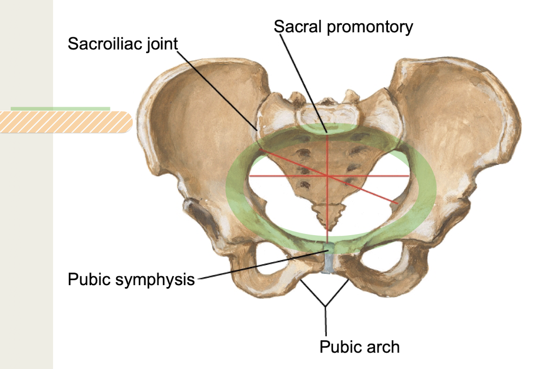 <p>separates greater and lesser pelvis</p>