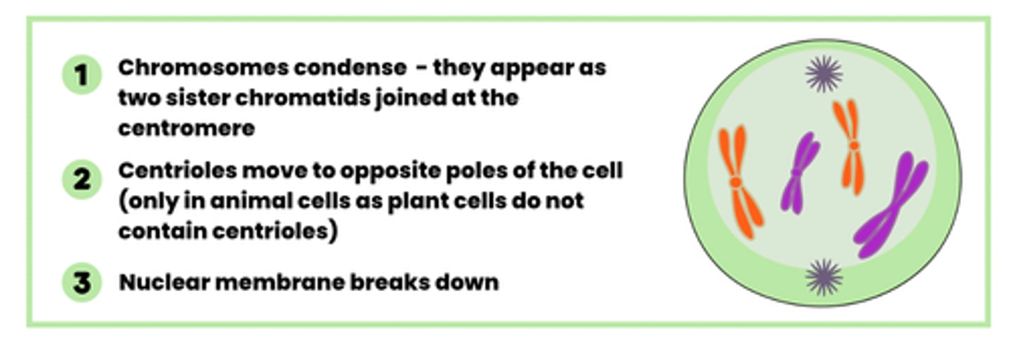 <p>1. Chromosome condenses</p><p>2. Centrioles move to opposite poles of the cell</p><p>3. Nuclear membrane breaks down</p>
