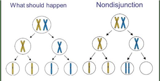 <ul><li><p><span>failure of homologous chromosomes/sister chromatids to separate properly during meiosis</span></p><ul><li><p><span>Causes aneuploidy (too many or too few chromosomes)</span></p></li></ul></li></ul><p></p>