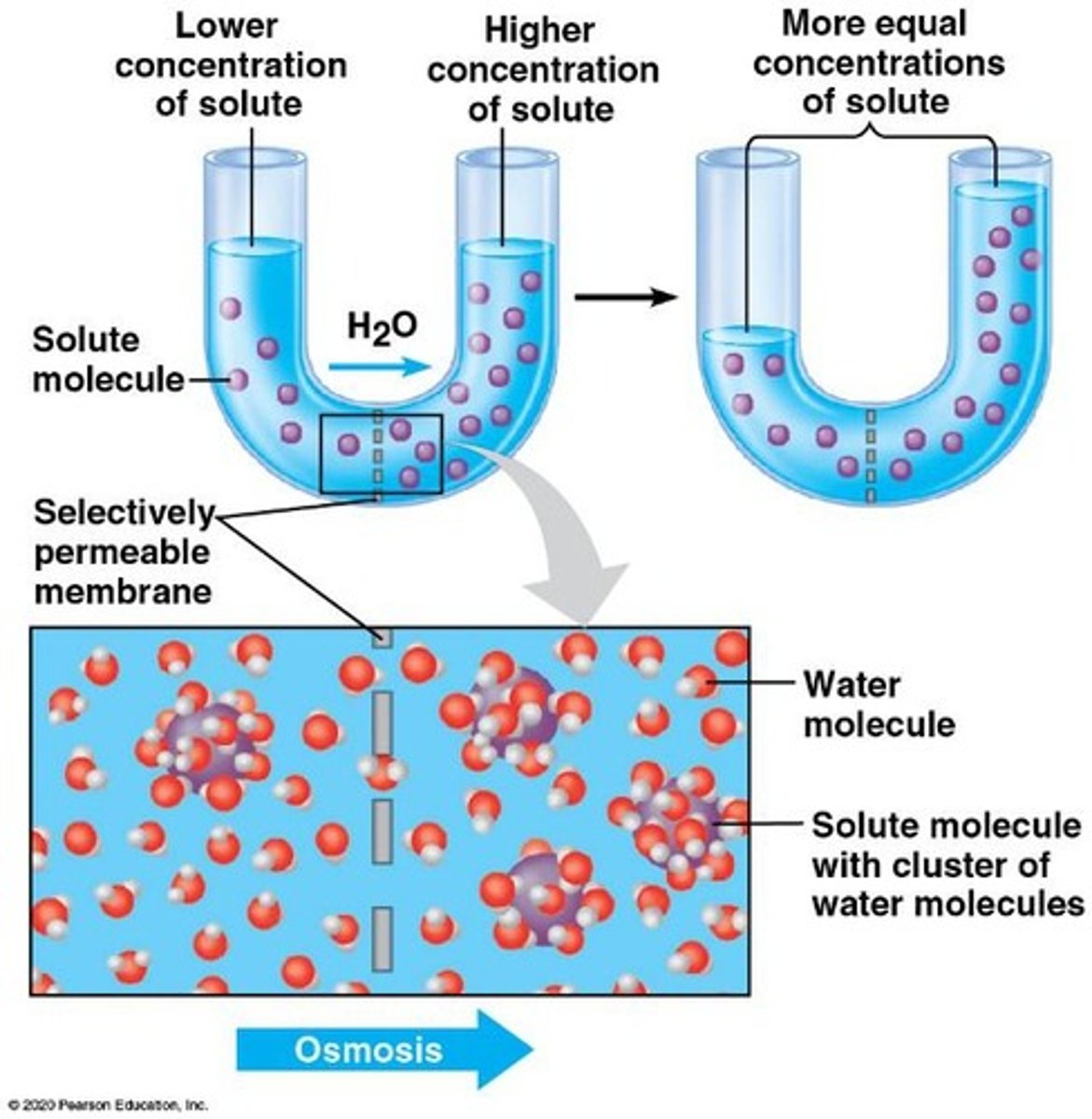 <p>The diffusion of water across a selectively permeable membrane.</p>