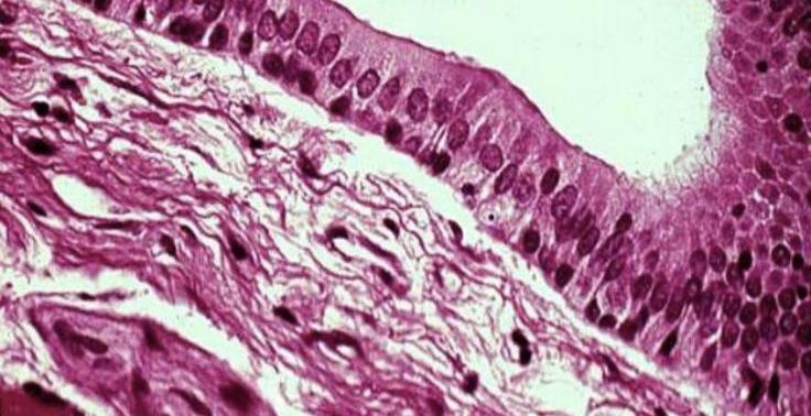 <p>What type of tissue is this </p>