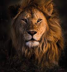 <p>lion</p>