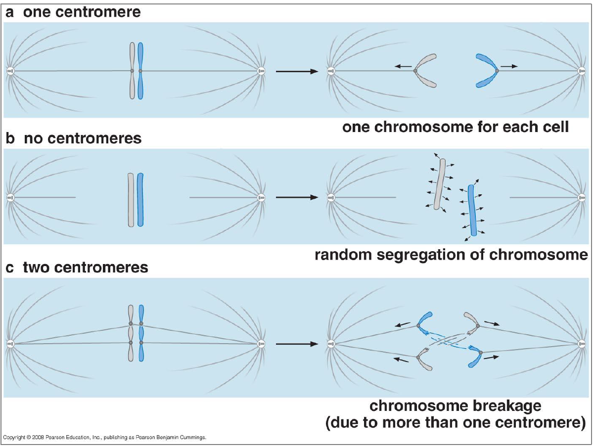 <ol><li><p>Si nos chromosomes n’ont pas de centromère, ils ne seraient pas captés par les microtubules kinétochoriens —&gt; Leur répartition serait dut au hasard.</p></li><li><p>La pression mise par les microtubules kinétochoriens casserait les chromosomes.</p></li></ol>