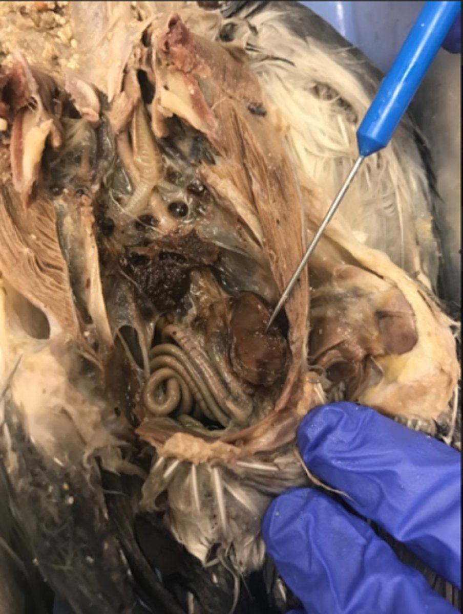 <p>gizzard: grinds food</p>