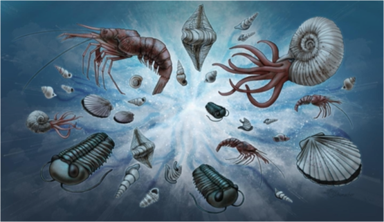 <ul><li><p>538-486 Million years ago</p></li><li><p>Most of the land was in southern hemispher</p></li><li><p>No known land, few animals (arthropods)</p></li><li><p>Cambrian Explosion: modern animal phyla first appear in fossil record 538-525 (approx. Mya)</p></li><li><p><span>Chordates and vertebrates appear</span></p></li></ul><p></p>