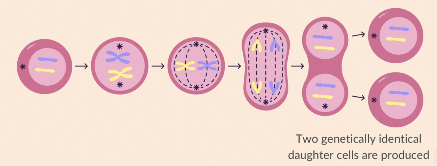 <ul><li><p><strong>nuclear division</strong> giving rise to <strong>genetically identical </strong>cells</p></li><li><p>an exact <strong>replication of chromosomes</strong> occurs before mitosis</p></li><li><p>the copies of the chromosome <strong>separate</strong>, maintaining the chromosome number in each daughter cell</p></li></ul><p></p>