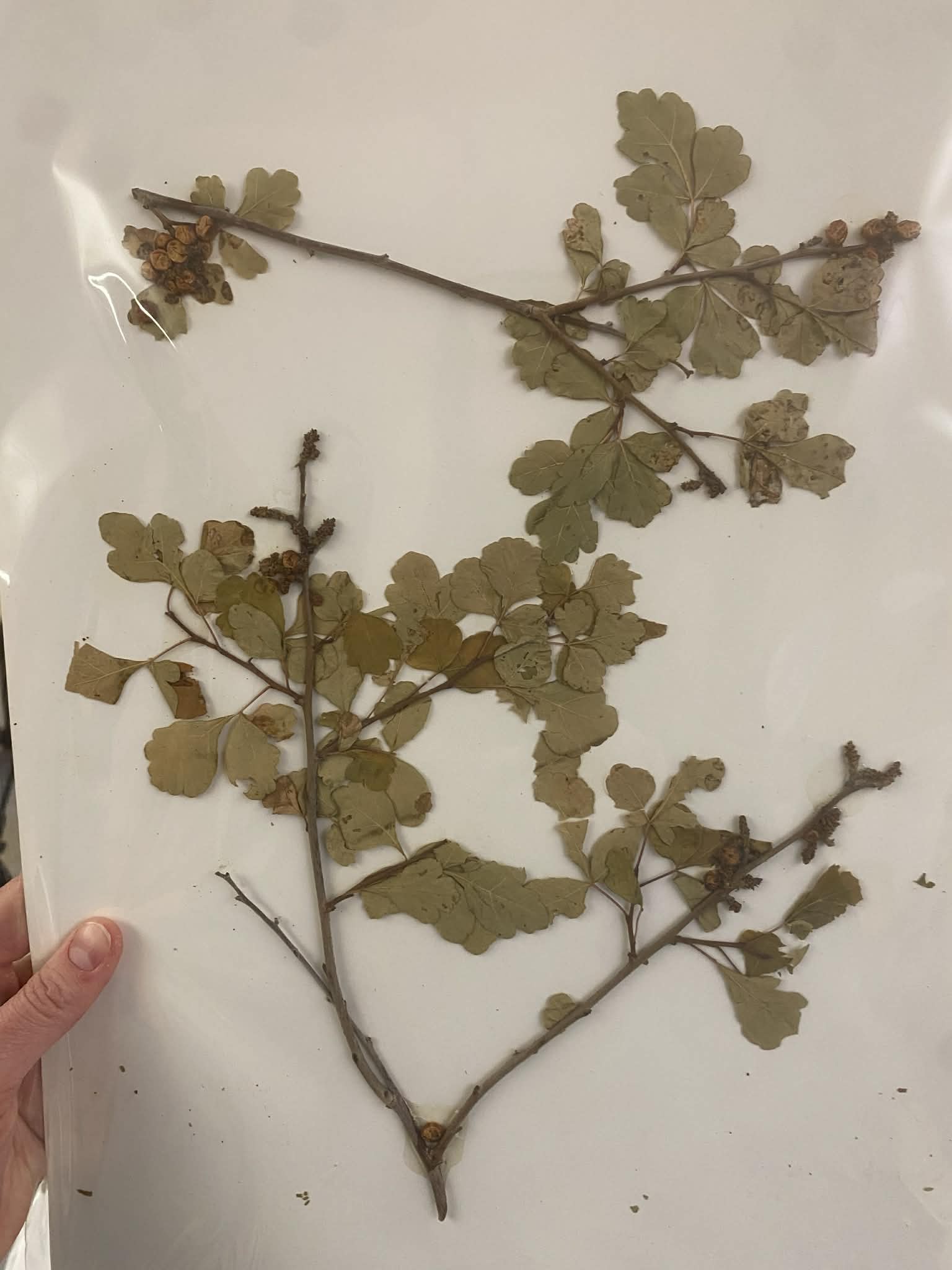 <p>Anacardiaceae, P, N, Rhus aromatica, skunkbrush</p>