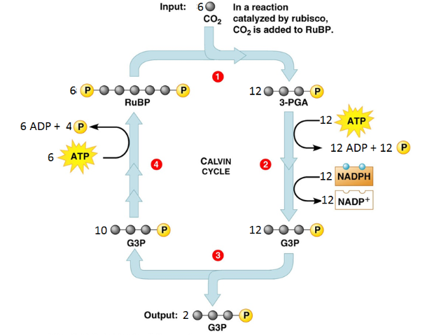 <p>List all the reactants of the Calvin Cycle.</p>