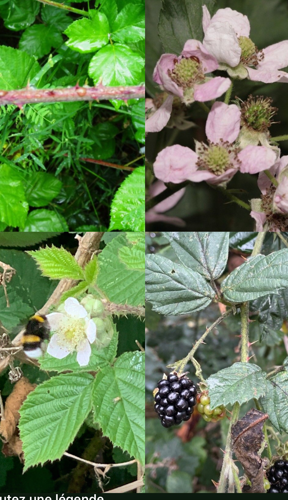 <p><span style="font-family: UICTFontTextStyleItalicBody; font-size: 19px;"><em>Rubus fruticosus</em></span></p>