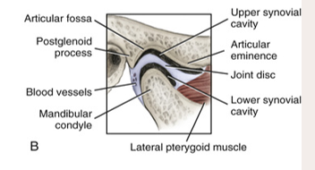 <ul><li><p>a fibrous structure in the TMJ that functions to separate and provide cushion between  the temporal bone and the mandibular condyle</p></li></ul><p></p>
