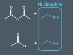 <p>"What happens when primary amines react with acid anhydrides/acyl chlorides (recap) ?"</p><p></p>