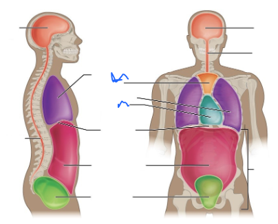 <p>What is this body cavity?</p>