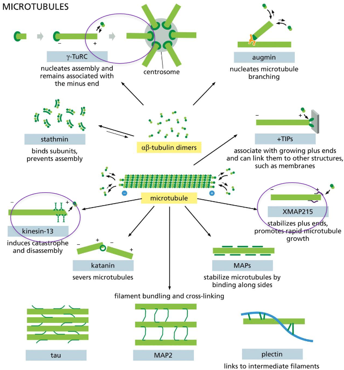 <p>gamma-TuRC: nucleates assembly and remains associated w/ minus end, helps with formation of centrosome</p><p>kinsein-13: induces catastrophe and disassembly at plus end</p><p>XMAP215: stabilizes plus ends, promotes rapid microtubule growth</p>