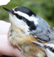 <p>What Bird is this? (and gender)</p>