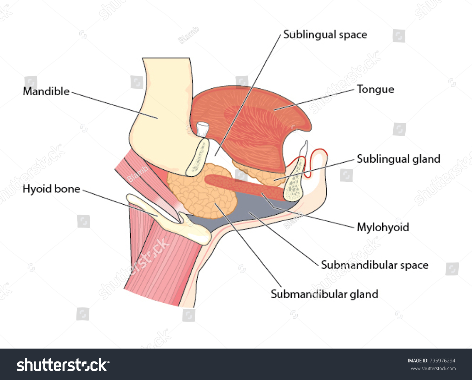 <p>The muscle which separates the submandibular triangle from the paralingual space is the:</p><p>A. Digastric, posterior belly</p><p>B. Hyoglossus</p><p><strong><mark data-color="red" style="background-color: red; color: inherit">C. Mylohyoid</mark></strong></p><p>D. Stylohyoid</p><p>E. Styloglossus</p><p></p>