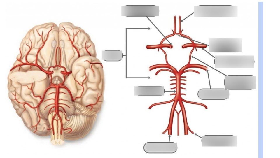 Label the circle of willis 