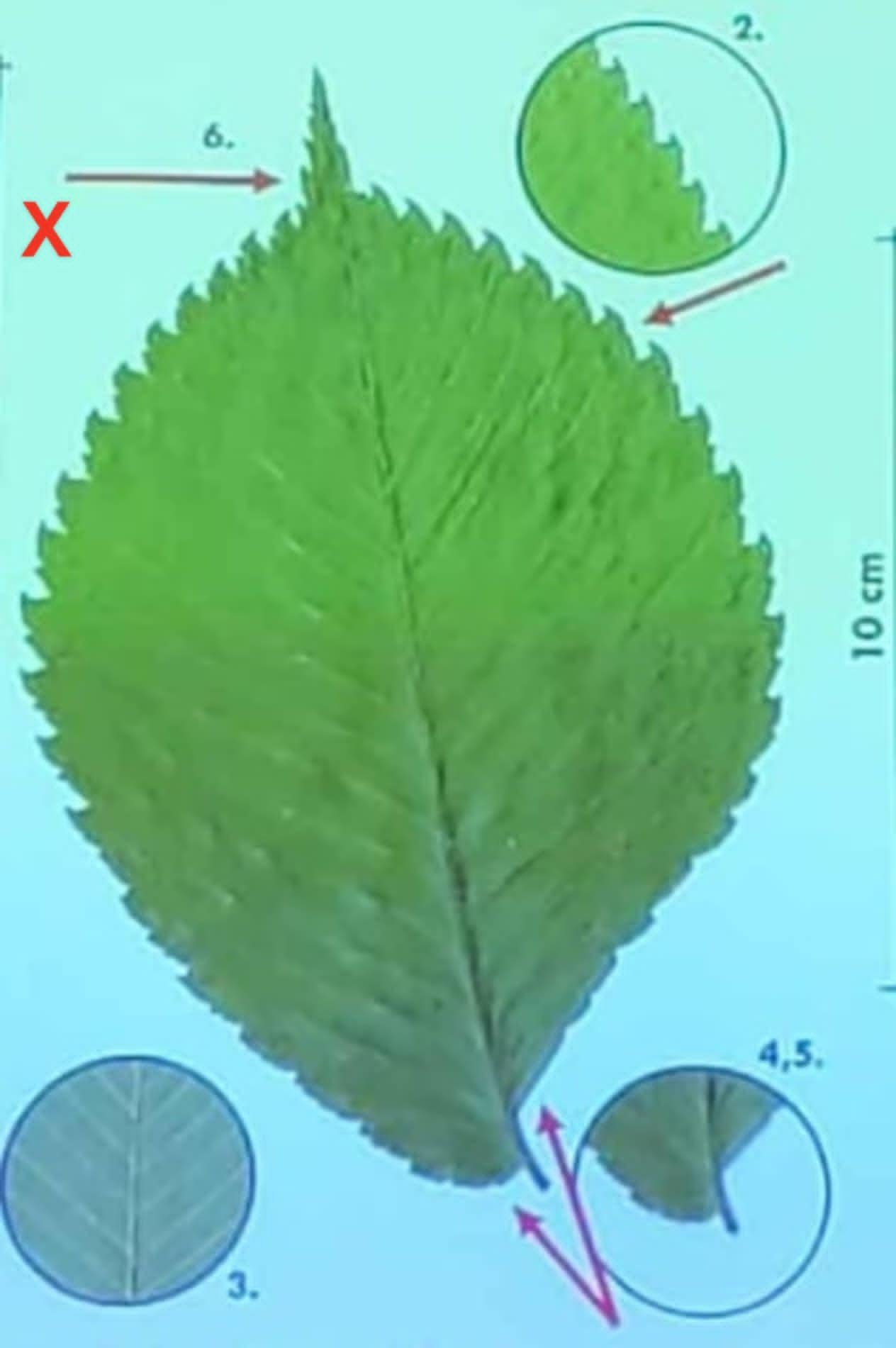 term image